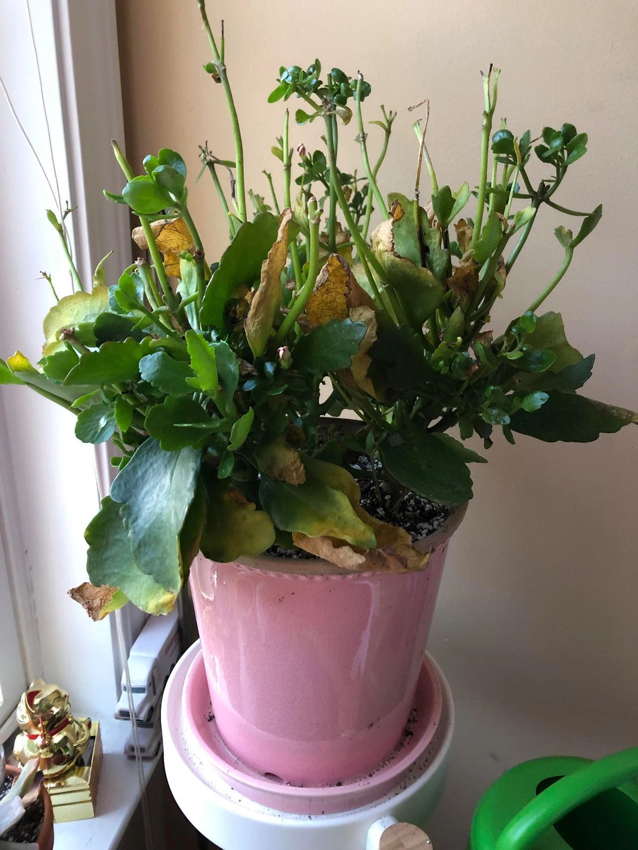 复花|室内盆栽长寿花开花指南，光照比肥料还重要，想要复花要学会修剪