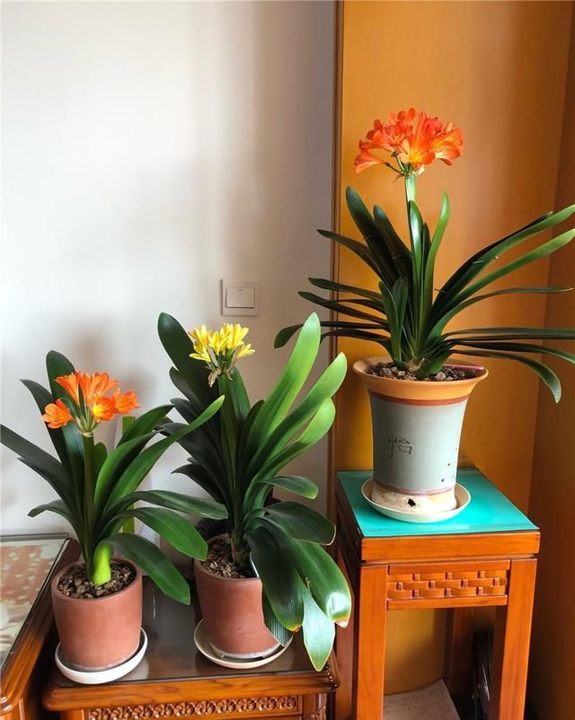  茉莉|几种废水变“肥水”，茉莉君子兰蟹爪兰“喝了”，长势旺得不得了