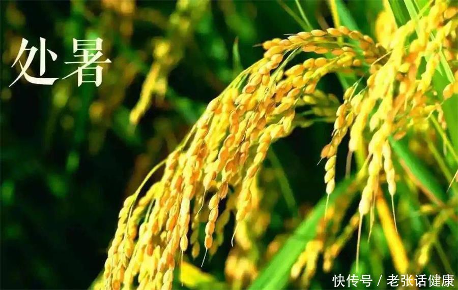 处暑养生的方法和注意事项(处暑来袭，新一轮的养生计划，你做好准备了吗？)