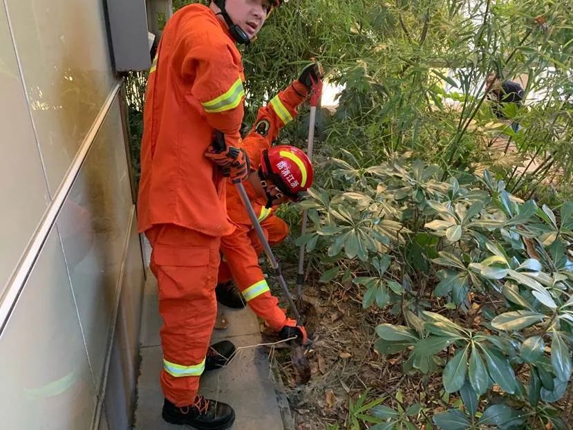  中心|杭州市中心公厕边，出现两条蟒蛇！消防员紧急出动