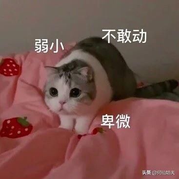  央视|央视也开始搞选秀了？