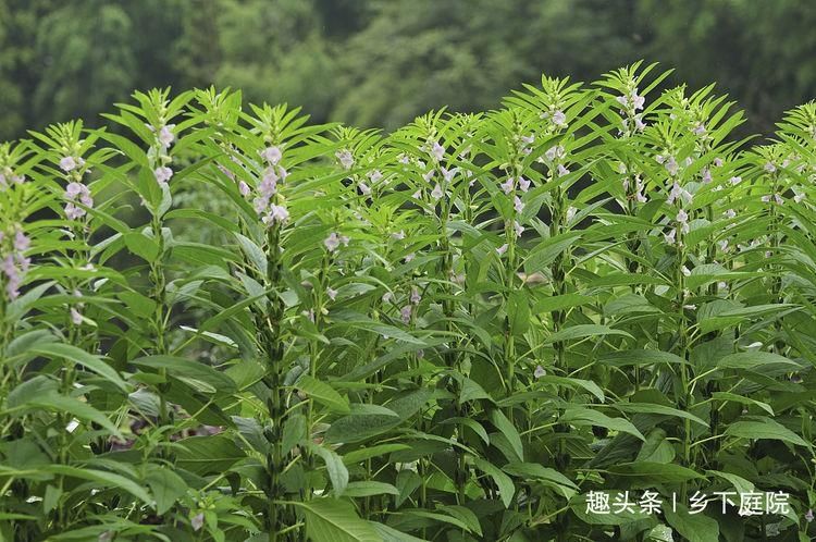  叶子|农村1种作物，多数人只知道种子大有作用，却把叶子浪费，可惜了