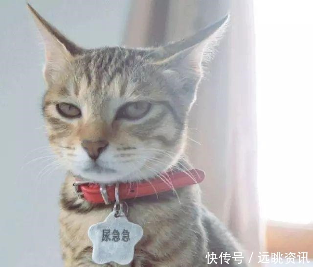 取名字|给猫狗取名字这么大的事，当然要敷衍了事啊！