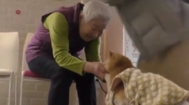  主人|19岁狗狗和主人都患上了“老年痴呆”，却在见面瞬间认出了彼此