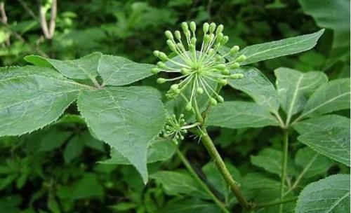  失眠|9月这种野菜别错过，简单凉拌就上桌，缓解失眠一觉到天亮