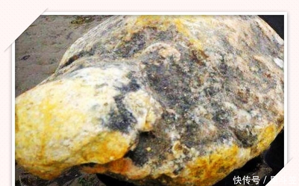 史密斯|80岁老人海边散步, 狗狗对着“石头”吼叫, 仔细一看乐开了花