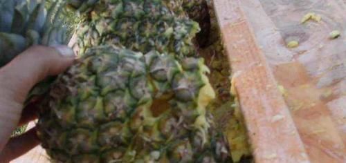 败下阵来|自动步枪甚至能打穿防弹衣,却在菠萝面前败下阵来