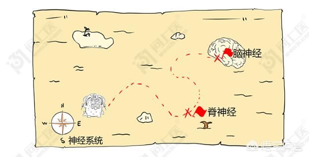  肌肉|为啥狂犬病无法治疗？被咬伤后又该咋处置预防狂犬病？清晰明了