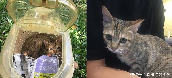  进外|虎斑猫被装进外出笼丢草堆曝晒，当时户外温度竟高达37度！