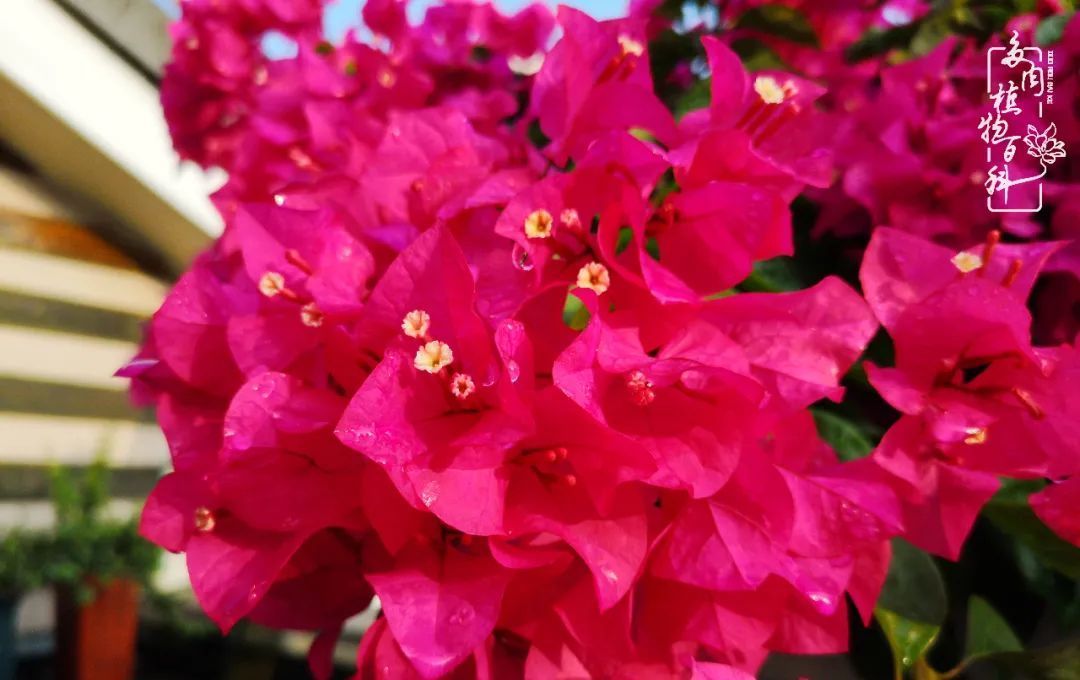  萌化|当粉粉的多肉捧在手心，我体验到了什么叫“萌化了心”