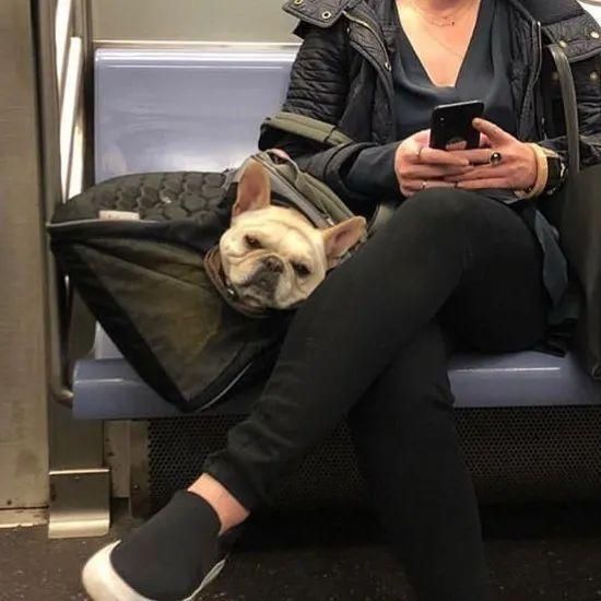  乘坐|美国人怎么喜欢带着宠物猫狗乘坐地铁？爱猫狗人士慎点