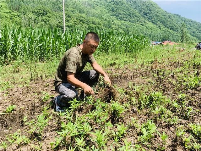  故事|第一书记扶贫故事 | 高健：从扶贫“新兵”到“多面手”书记