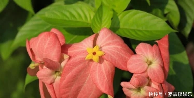  挡不住|8月开始运势奇佳，事业突飞猛进，富贵挡不住的四大属相