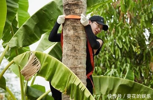 椰子树|官微说想念彭昱畅,网友让彭昱畅再坚持两天!发生了啥