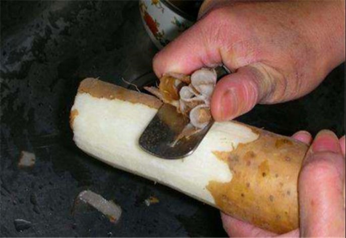 现象|原来山药去皮这么简单,一根筷子就搞定可惜很多人不懂,都学学
