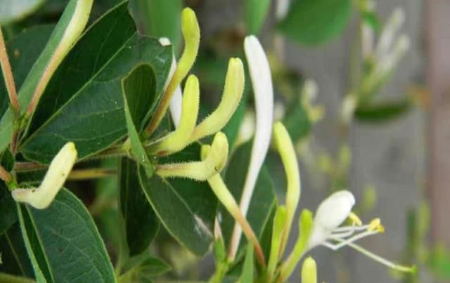  荒山|荒山只能退耕还林？农民返乡就业想发家致富，种植点啥？