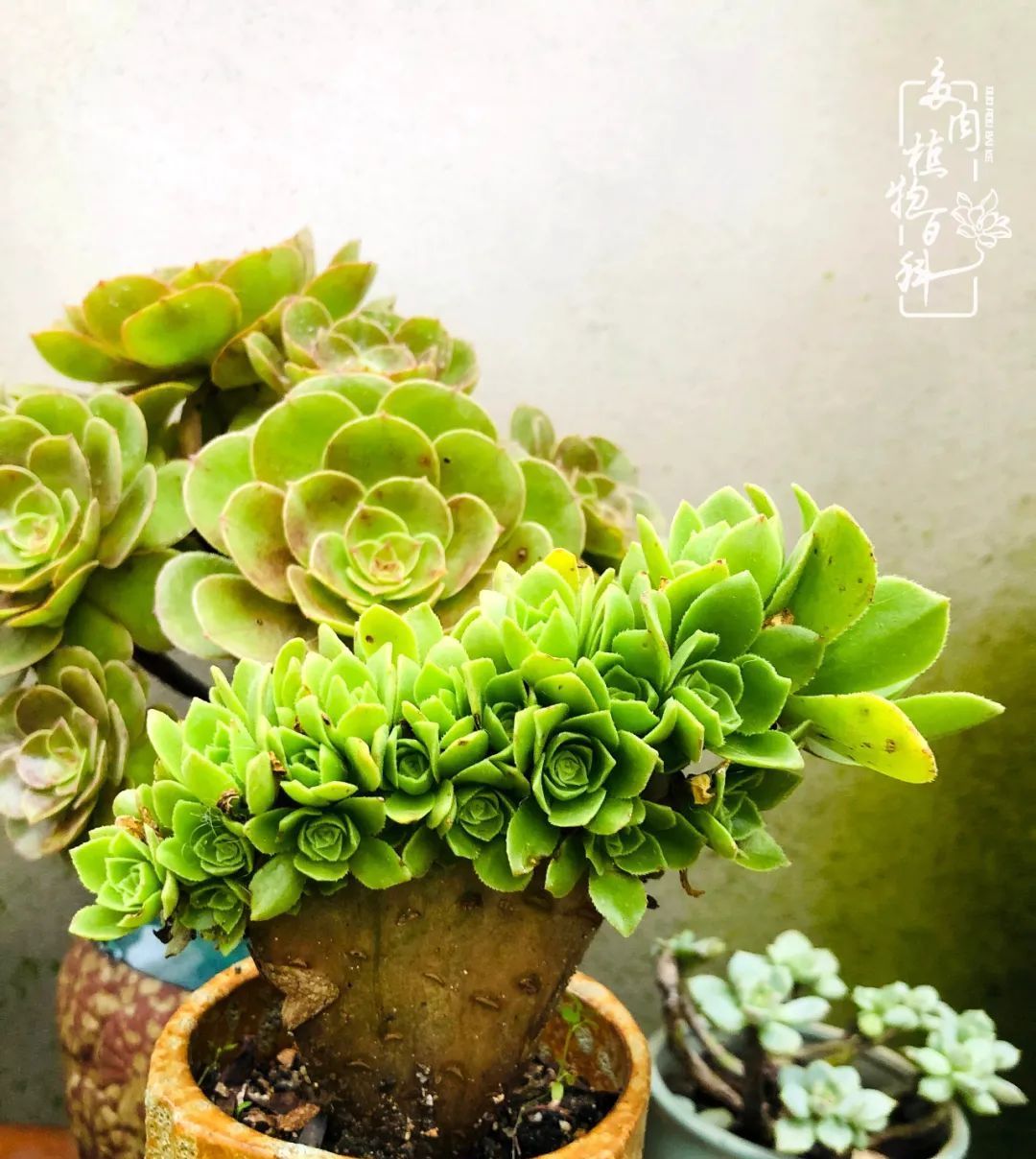  遇上|遇上多肉，遇上美好，情不知所起，一往而深！