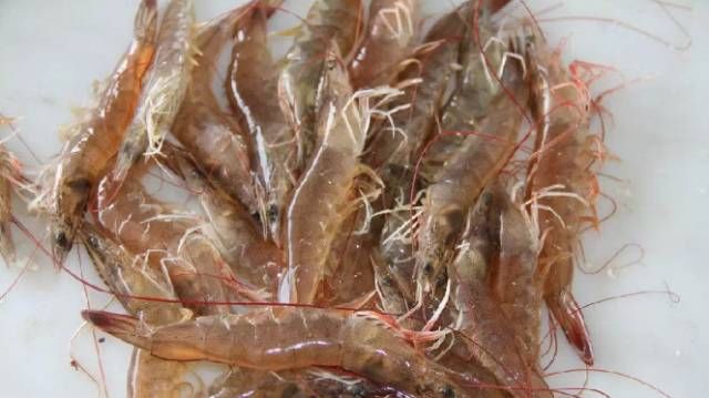 今日|今日开海!这84种海鲜,你都认识吗?你真的会吃海鲜吗?