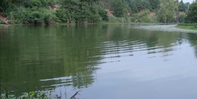  夏天|夏天钓板鲫也不难，滑漂远投钓板鲫实战技巧讲解