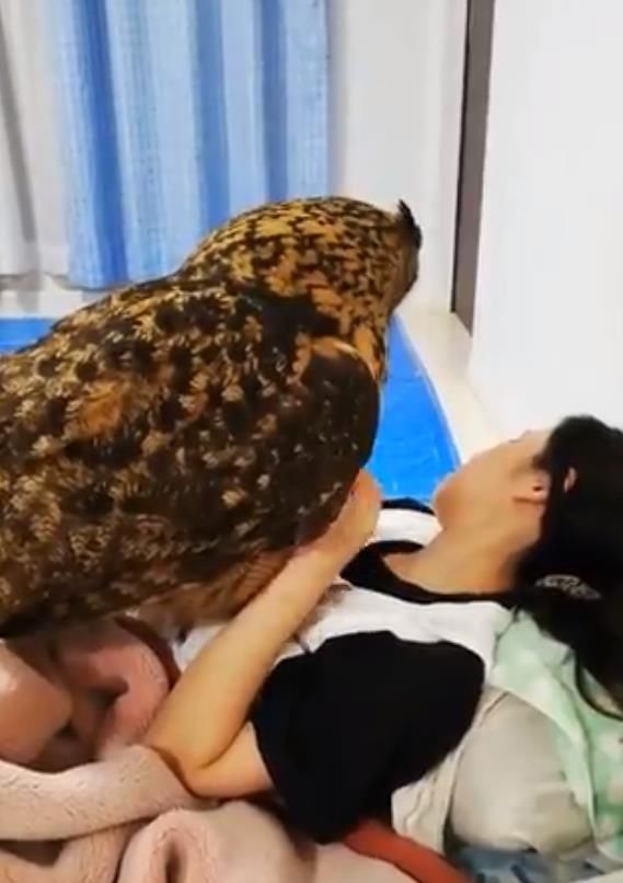 健身|巨型猫头鹰跟女主人甜蜜撒娇，怎么看都像是在举重健身！