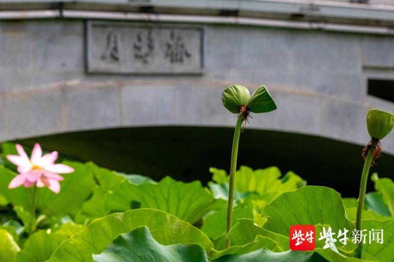 玄武湖景区|“擅自采摘玄武湖并蒂莲”行为被纳入南京旅游不文明行为记录