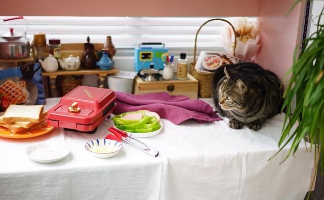  三明治机|厨艺小白怎么涉猎甜品领域？其实华夫饼、鸡蛋仔很简单啦