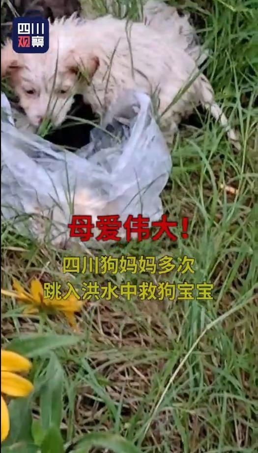  跳入|母爱伟大！狗妈妈多次跳入洪水中救狗宝宝