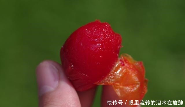 哪种|水果界的“李佳琦”,吃遍3000多种水果,哪种最好吃