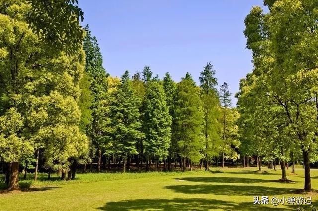  骑行|夏日的滨江森林公园树木茂盛，花团簇簇，适合悠闲散步、骑行游玩