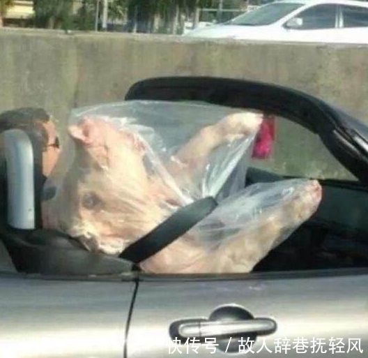 好看|搞笑图片幽默段子笑话:狗子你打扮下还是挺好看的,不错哦,哈哈