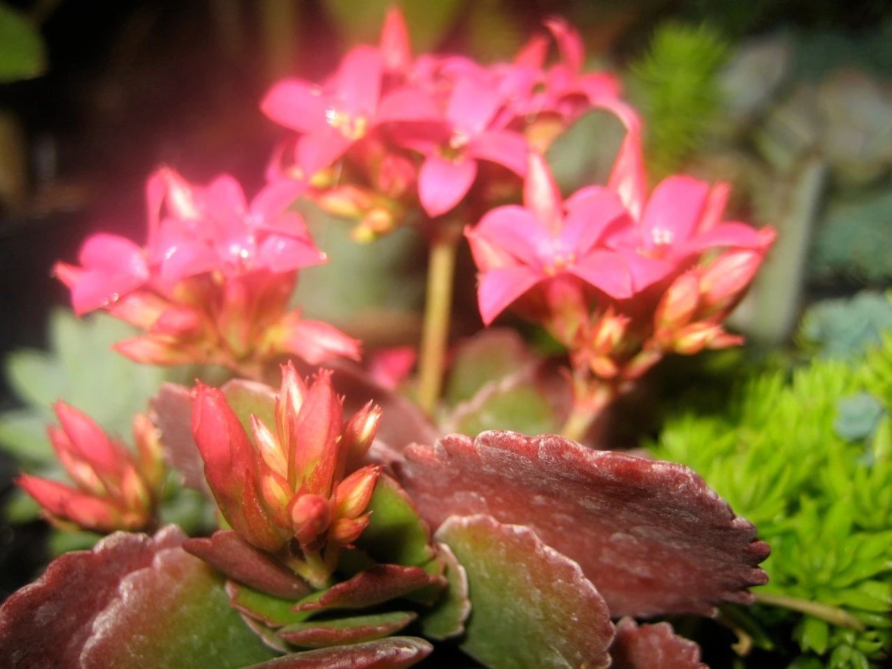复花|室内盆栽长寿花开花指南，光照比肥料还重要，想要复花要学会修剪