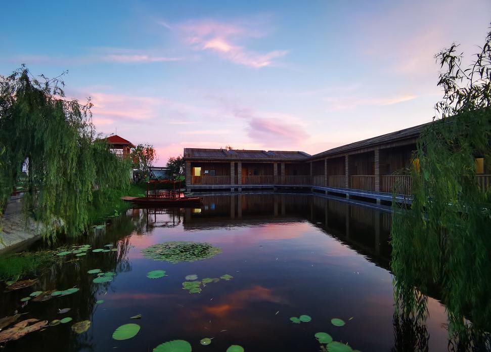  湛江市坡头区摄影协|映日荷花醉「乾塘」