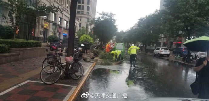 导致|天津 大雨导致滨江道沿线一颗树木倾倒