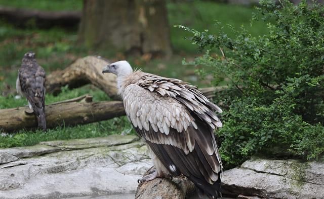 EOS|摄影摄像全能的干活利器 佳能EOS R5微单相机评测