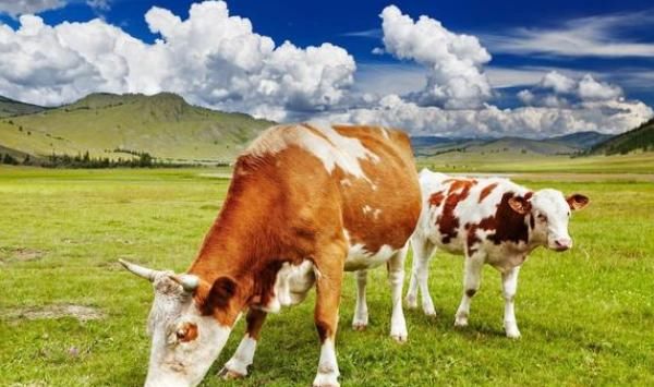  月底|再熬三天，属牛人一辈子最大的贵人来找你了，7月底变“金”牛！