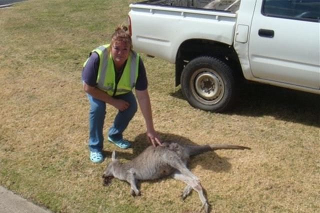  澳洲|澳洲2男子酒后驾车故意撞死21只袋鼠，如今2人全都被判刑