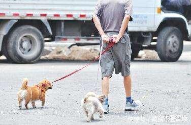  伤害|文明养狗，请不要让你的宝贝伤害到别人的宝贝