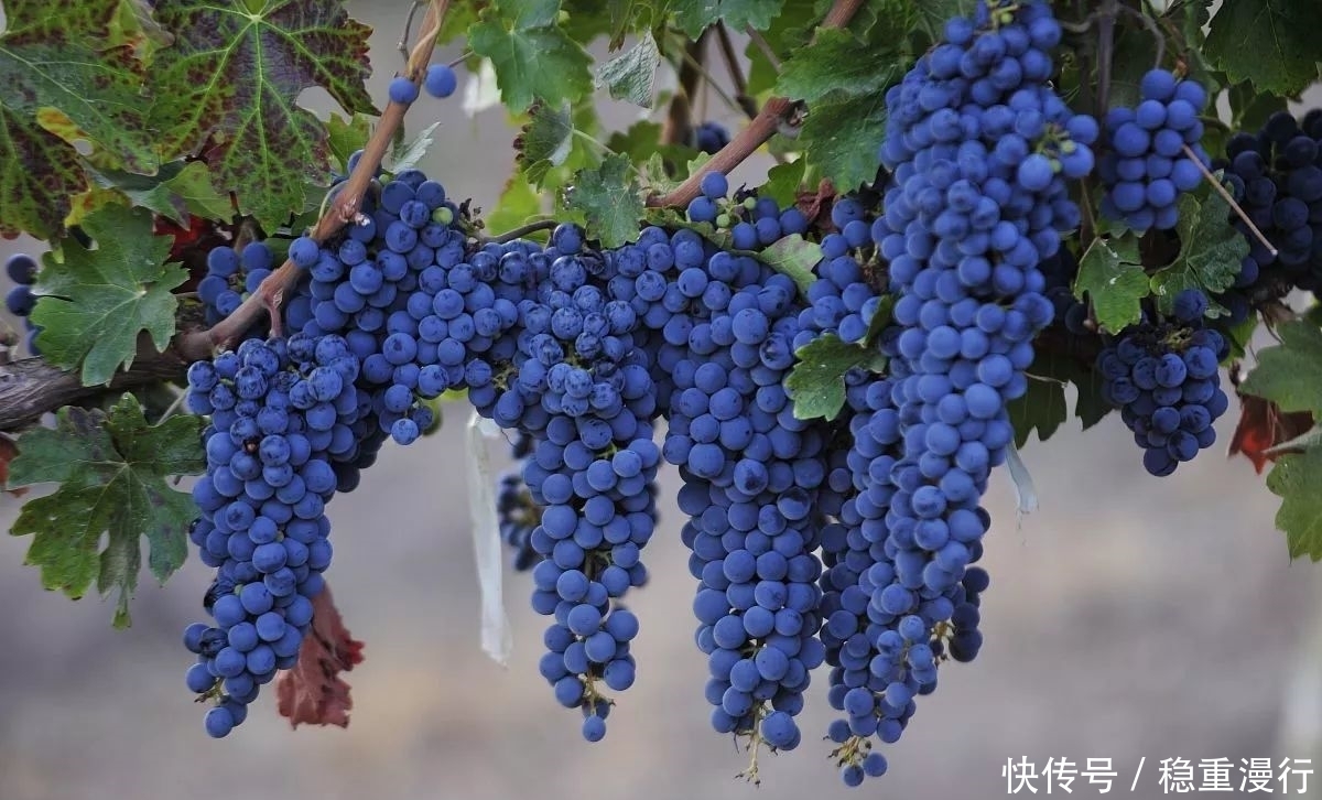 红酒|最全红酒入门指南,拿好不谢