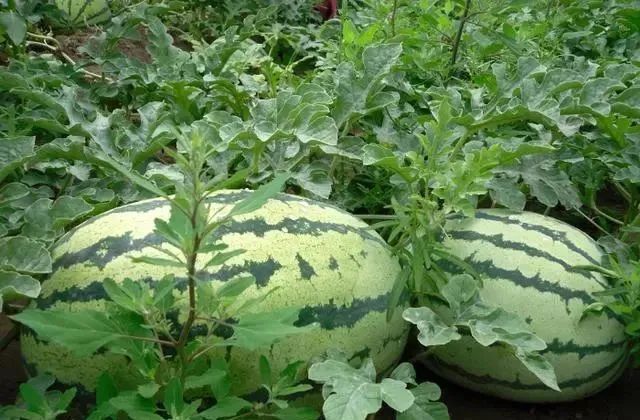  完别|三伏天，西瓜没吃完别放冰箱！