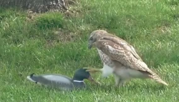  鸭子|老鹰想抓鸭子当午餐，没想到却栽了个大跟头，表情一下子就凝固了