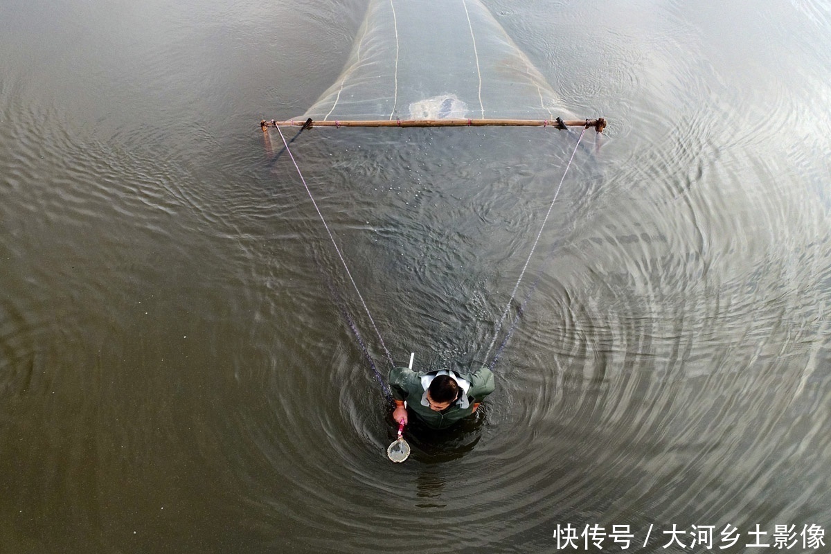  男子|男子每天清晨跳进盐池捞虫，拖20米纱网，一天干3小时挣200元