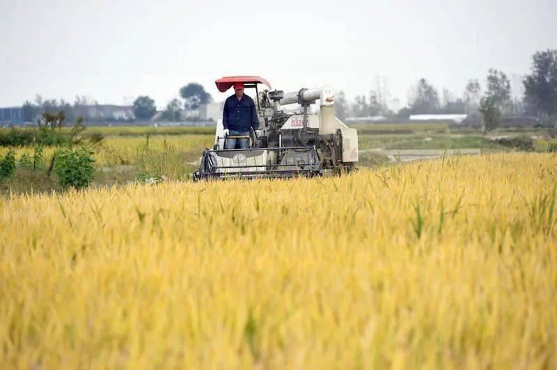 收割水稻|中国政府网关注颍上：水稻成熟收割忙