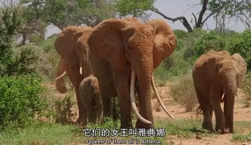  女王|为了躲避猎杀和寻找水源，女王带着族群，开启了逃亡之旅
