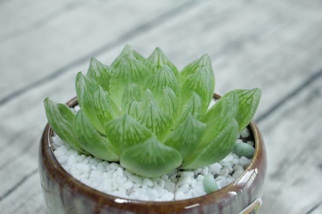  水晶|玉露灰扑扑，只要一个塑料瓶，立马变成“水晶玉露”