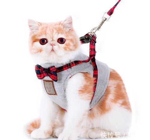  拉绳|猫能用拉绳吗？你知道如何正确溜猫吗？