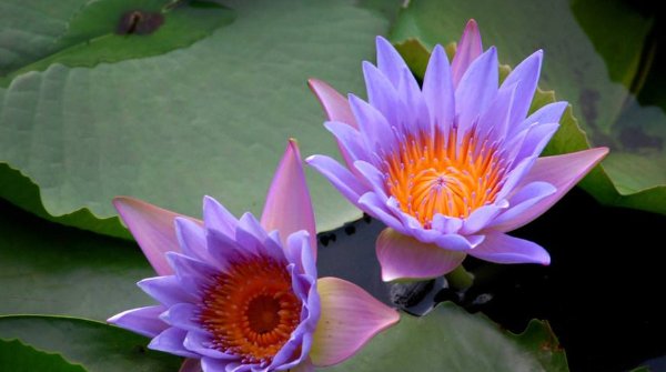 当成|俗话说：好心当成驴肝肺，不管多善良别帮4个忙，才能财福归来！