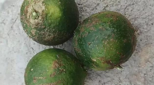 解决|多种病虫害可导致柑橘花皮果，一次讲明白！并附上详细解决措施