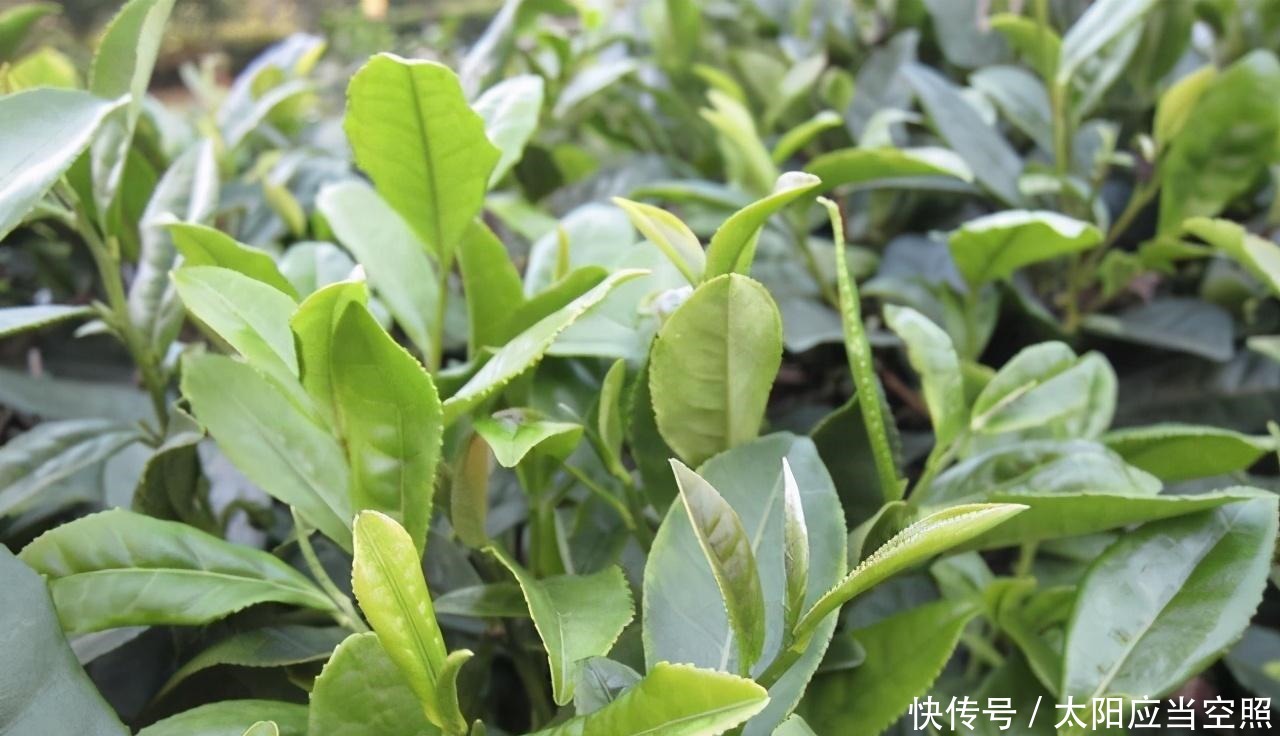 黄山毛峰|中国最好喝的十大绿茶,赶紧来看看你喝过哪一款茶