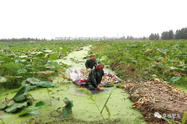  肥东|震撼！肥东霸屏央视！惊艳全国！这次是因为……
