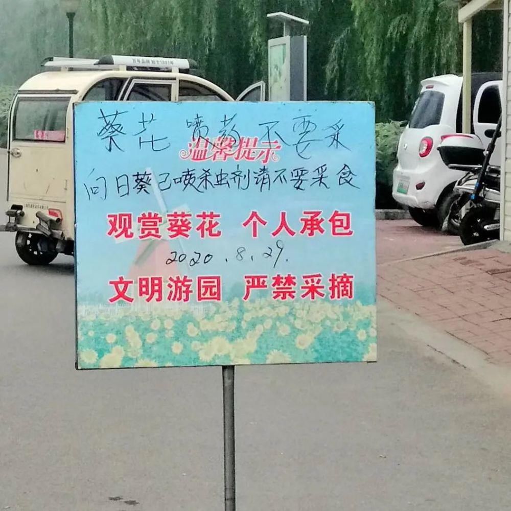 小编|痛心！沭河风车花海向日葵惨遭“毒手”！是谁干的？
